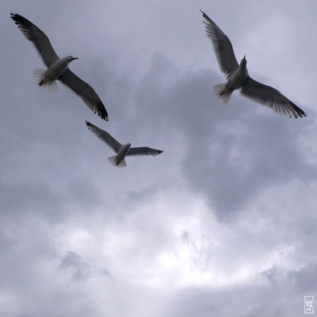 Seagulls in flight - Goélands en vol