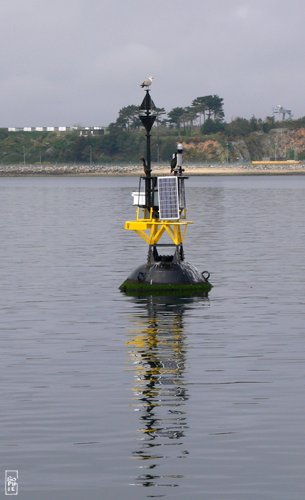 Seagull and cormorants on a buoy - Goélands et cormorans sur une bouée
