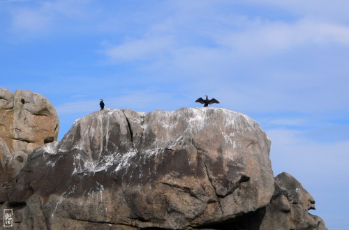 Shags on La Malouine rock - Cormorans sur le rocher de La Malouine