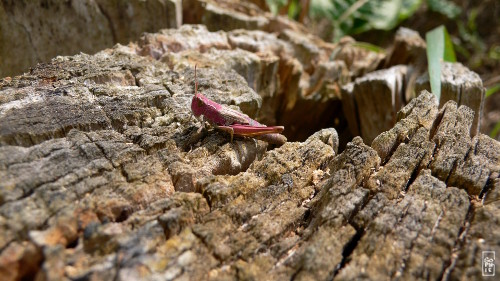 Red grasshopper on a tree stump - Criquet rouge sur une souche d’arbre