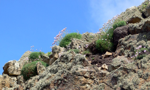 Rock and flowers - Rochers et fleurs