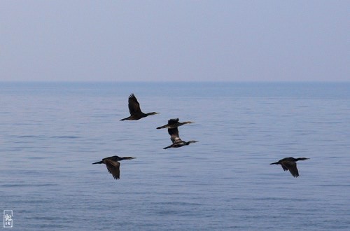 European shag - Cormorans