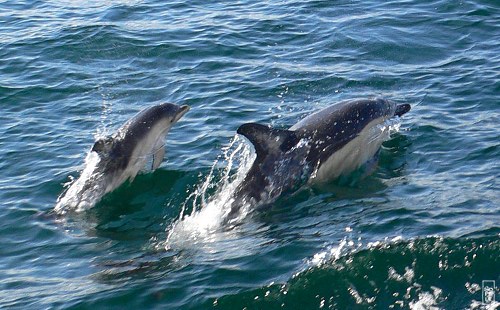 Common dolphins (mother and calf) - Dauphins communs (femelle et petit)