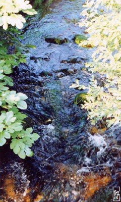 Stream - Ruisseau 1