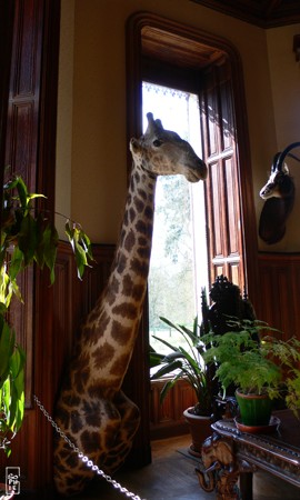 Giraffe - Girafe