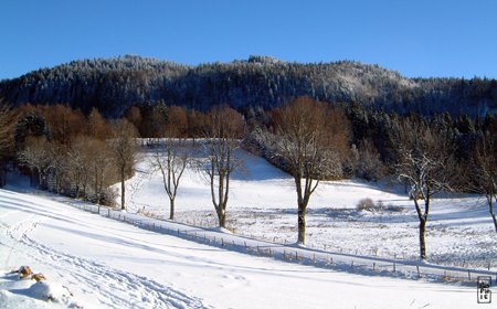 Snowy fields and forest - Champs enneigés et forêt