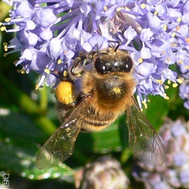 Honey bee - Abeille