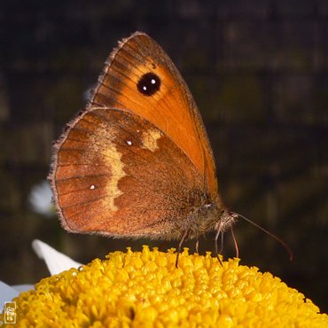 Gatekeeper butterfly - Papillon amaryllis
