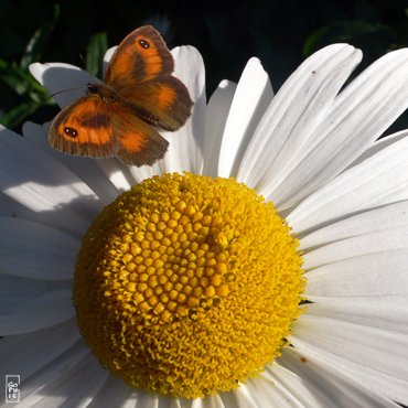 Gatekeeper butterfly - Papillon amaryllis
