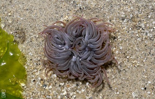 Sea anemone - Anémone de mer