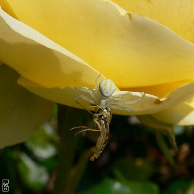 Crab spider on a yellow rose - Araignée crabe sur une rose jaune