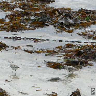 Sanderlings - Bécasseaux sanderling