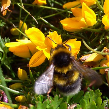 Bumblebee - Bourdon