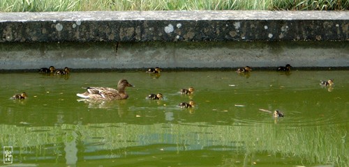 Ducklings - Canetons