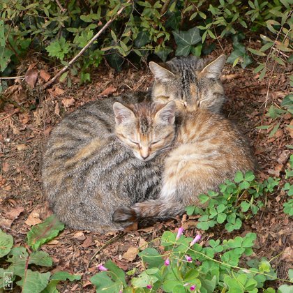 Yin-yang cats - Chats yin-yang