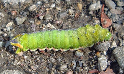 Caterpillar - Chenille