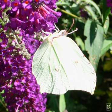Brimstone butterfly - Papillon citron