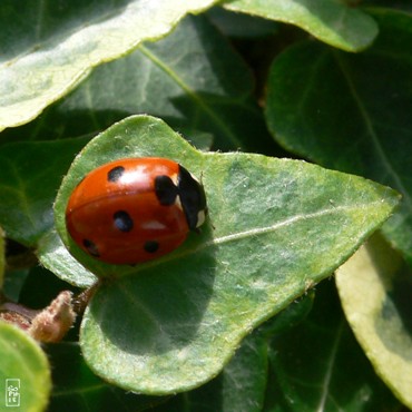 Ladybird - Coccinelle