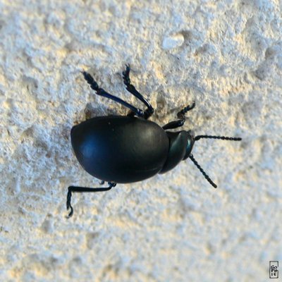 Bloody-nosed beetle on a wall - Crache-sang sur un mur