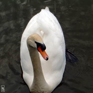 Inquisitive swan - Cygne inquisiteur