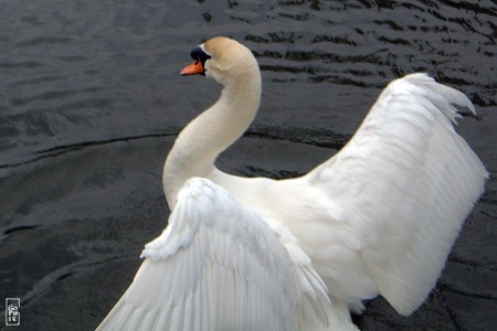 Swan spreading its wings - Cygne aux ailes déployées