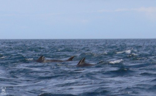 Dolphins - Dauphins