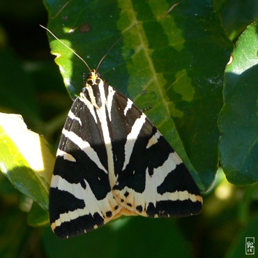 Tiger moth - Ecaille chinée