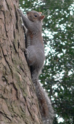 Grey squirrel - Écureuil gris