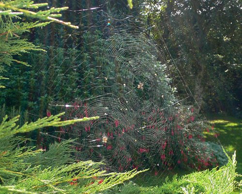 European garden spiders - Épeires diadème