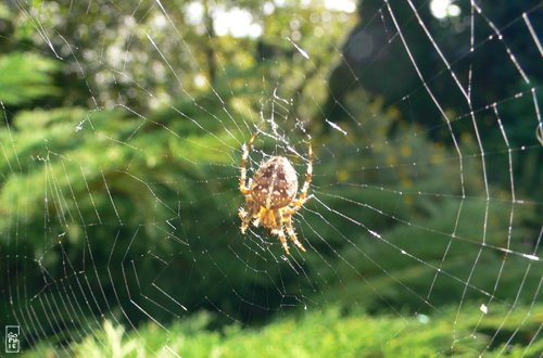 European garden spider - Épeire diadème