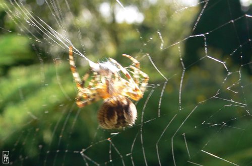 European garden spider - Épeire diadème