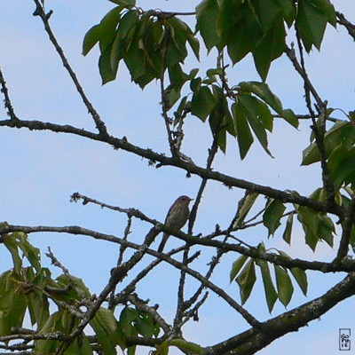 Spotted flycatcher - Gobemouche gris