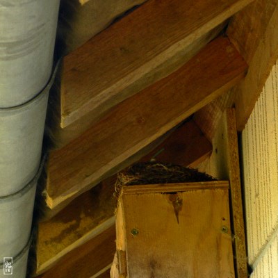 Spotted flycatcher nest - Nid de gobemouche gris