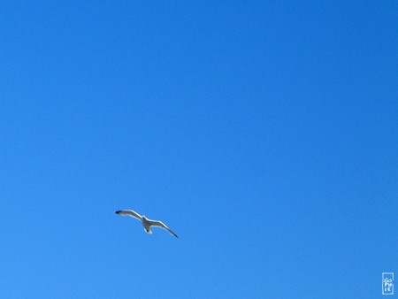 Seagull - Goéland