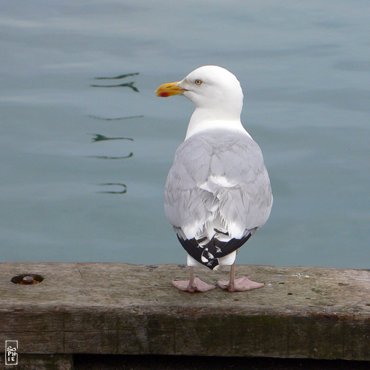 Herring gull - Goéland argenté