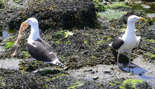 Great black-backed gulls - Goélands marins