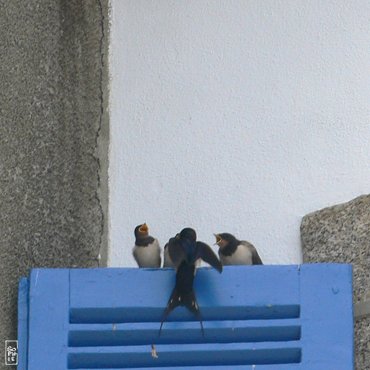 Swallows - Hirondelles