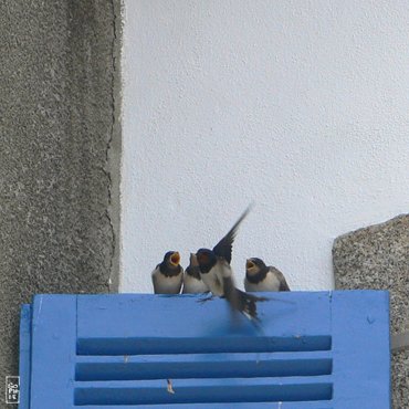 Swallows - Hirondelles