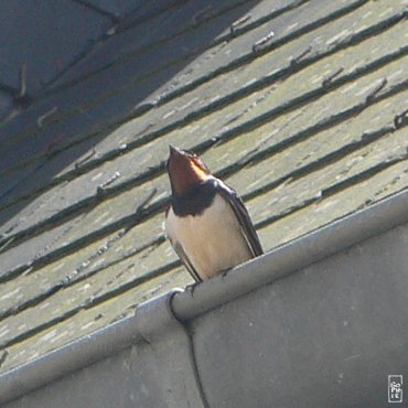 Swallow - Hirondelle