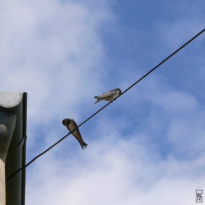 Barn swallows - Hirondelles rustiques