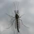 Insecte à antennes plumeuses sur une fenêtre