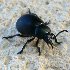 Stag beetle