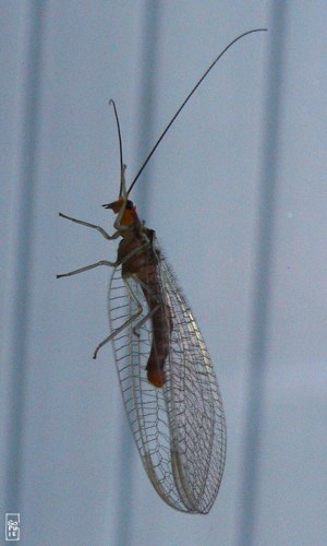 Insect on a window pane - Insecte sur une vitre