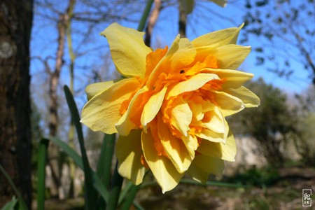 Daffodil - Jonquille