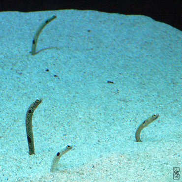 Sand eels - Anguilles de sable