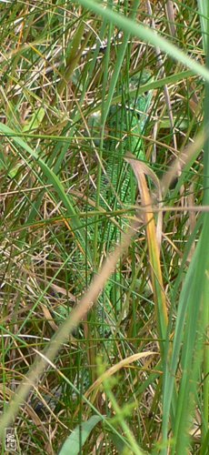 Green lizard in the grass - Lézard vert dans l’herbe