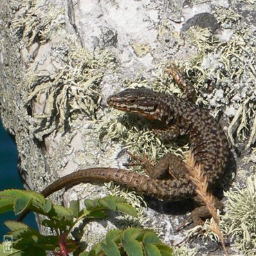 Lizard - Lézard