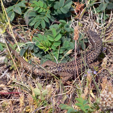 Lizard - Lézard