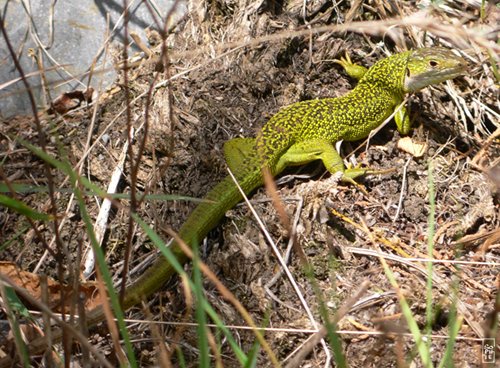 Green lizard - Lézard vert