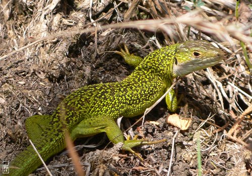 Green lizard - Lézard vert